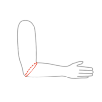 Komočnik elastični anatomski